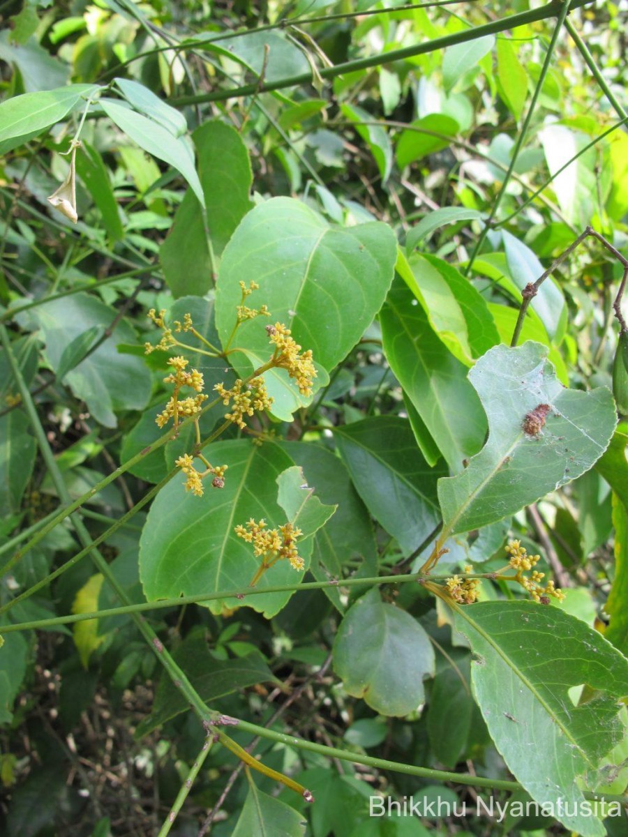 Reissantia indica (Willd.) N.Hallé